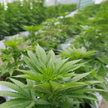 SAG autoriza segundo cultivo de marihuana con fines medicinales, Director del SAG Bío Bío aseguró que cualquier persona puede solicitar permiso para cultivar marihuana en Chile