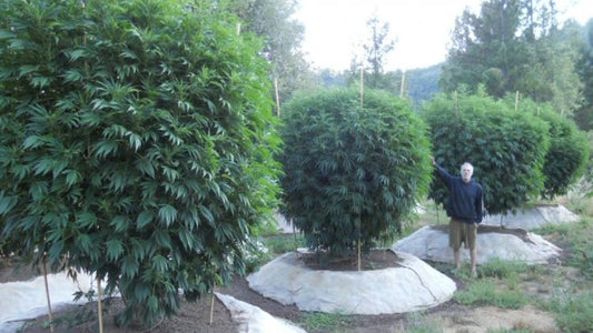 Autocultivo de Marihuana: Votación de la Comisión de Salud.