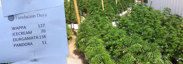 Primer Cosecha de Marihuana Medicinal en Sudamérica