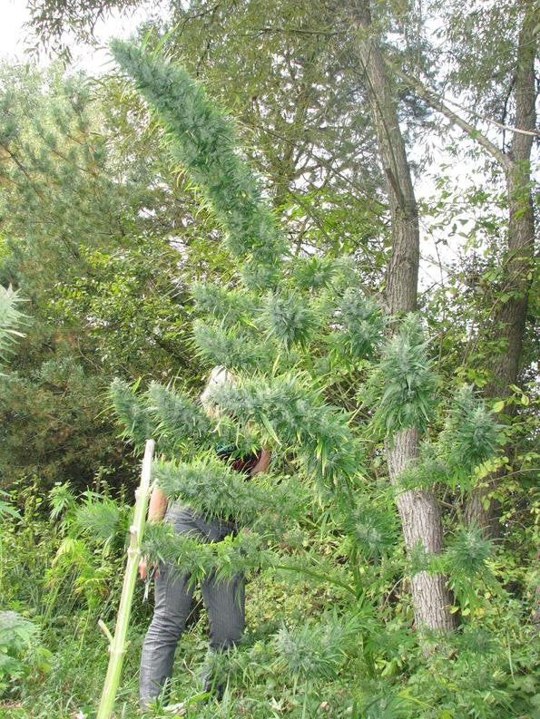 CORTE SUPREMA: AUTOCULTIVO DE MARIHUANA ES LEGAL EN CHILE