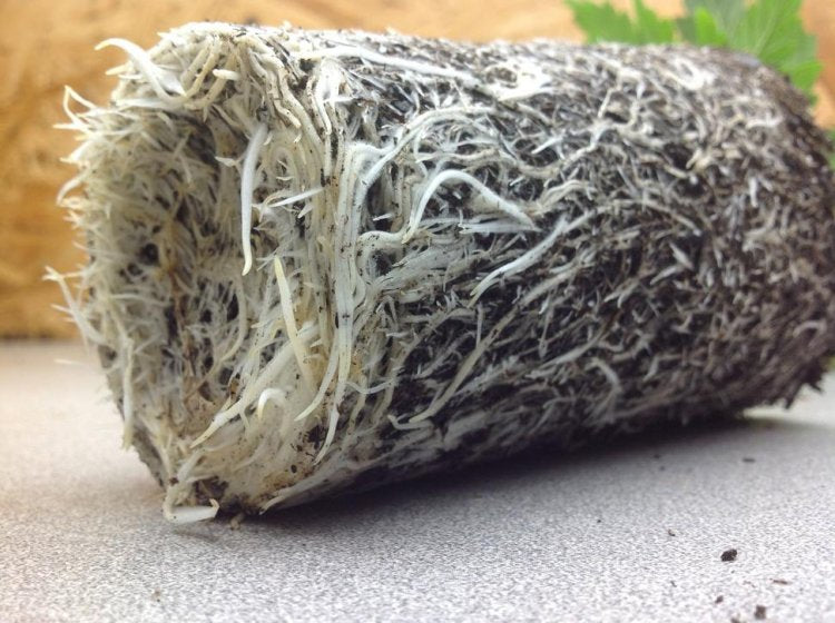 Pythium: Enemigo de nuestro cultivo