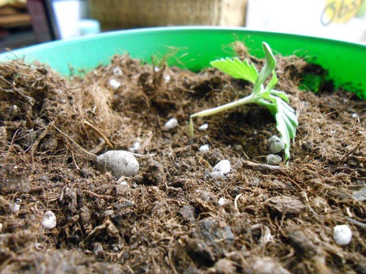 Enfermedades de nuestro cultivo