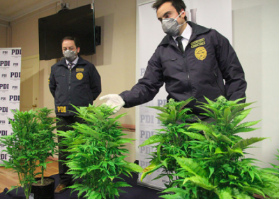 Revisa los dichos del Fiscal Oliver Rammsy por decomiso de marihuana en Magallanes