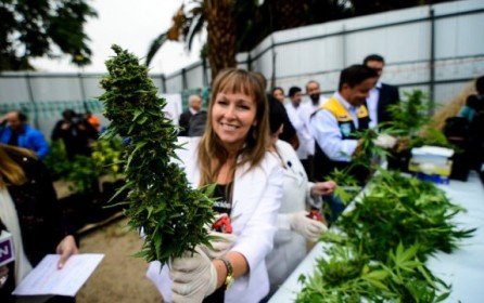 ¡Aprobado Segundo cultivo medicinal de Fundación Daya!