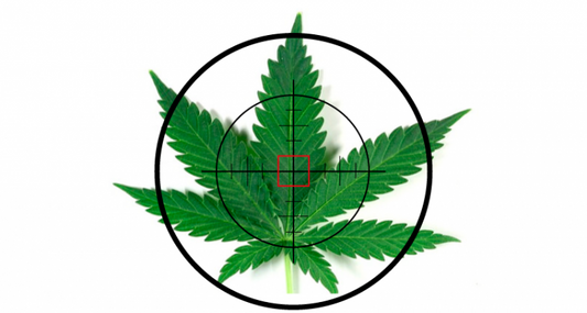 Despenalización de autocultivo en vísperas de hundimiento por seguridad pública