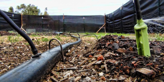 Segunda cosecha de semillas en Diciembre