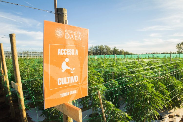 Colbún: la pradera del Cannabis Medicinal