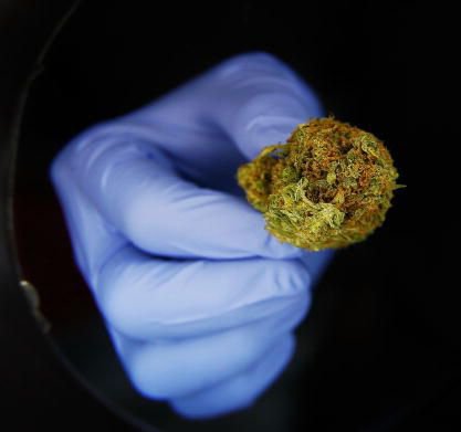 Marihuana presa de la desinformación