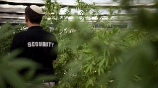 Israel y la industria medicinal del cannabis