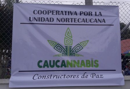 Caucannabis: la primera cooperativa de marihuana