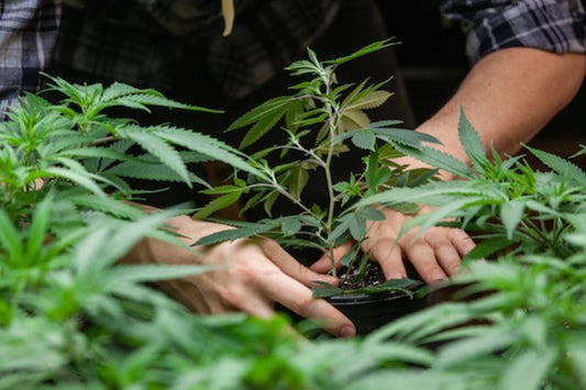 “Grow Off” Solo para verdaderos artistas del cultivo