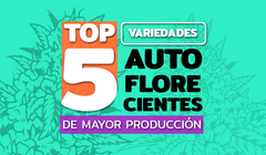🥇 TOP 5: Variedades auto de mayor producción 🥇