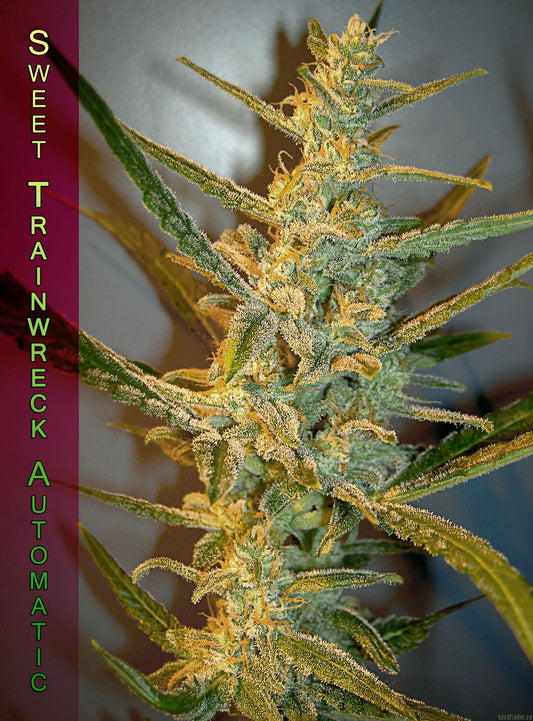 Sweet Trainwreck Auto