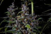 Purple Lemonade Fast Flowering