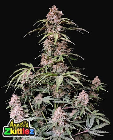 AMNESIA ZKITTLEZ AUTO X1-FAST BUDS (DS)