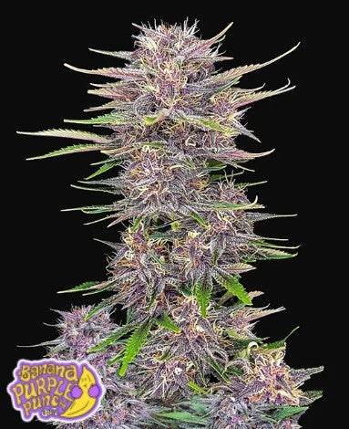 BANANA PURPLE PUNCH AUTO X1-FAST BUDS (DS)