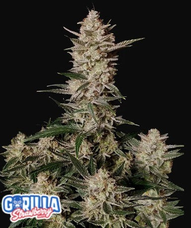 STRAWBERRY GORILLA AUTO X1-FAST BUDS (DS)