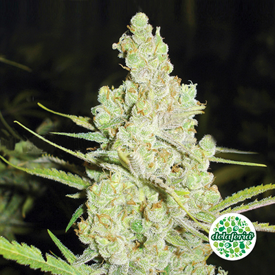 1024 Medical Seeds