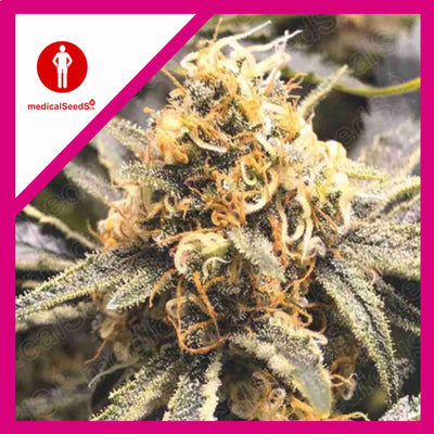 RECOVERY CBD FEM X3+2-MEDICAL SEEDS (DS)