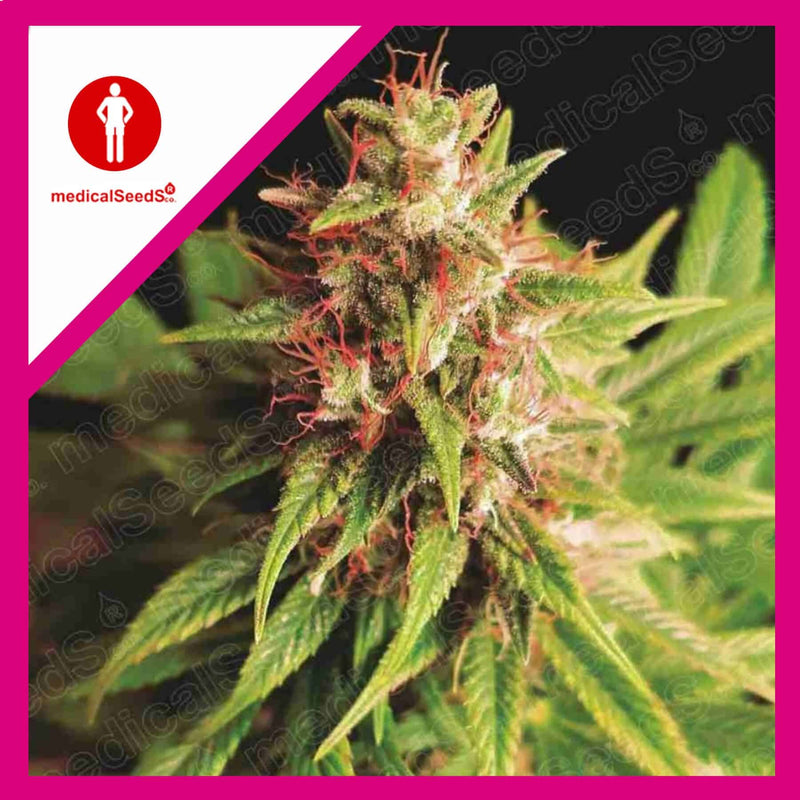 RED CROSS CBD FEM X3+2-MEDICAL SEEDS (DS)