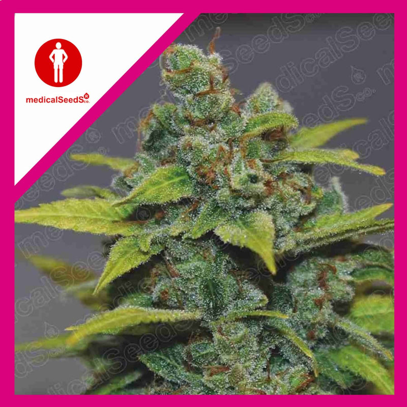 BANANA ZKITTLEZ FEM X3+2-MEDICAL SEEDS (DS)