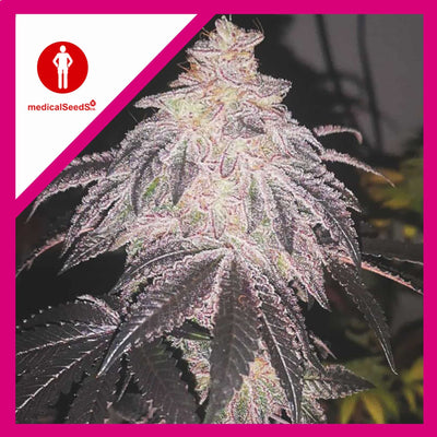 COOKIES SHERBET AUTO X3+2-MEDICAL SEEDS (DS)