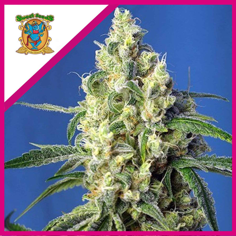 GREEN POISON FEM X25-SWEET SEEDS (DS)