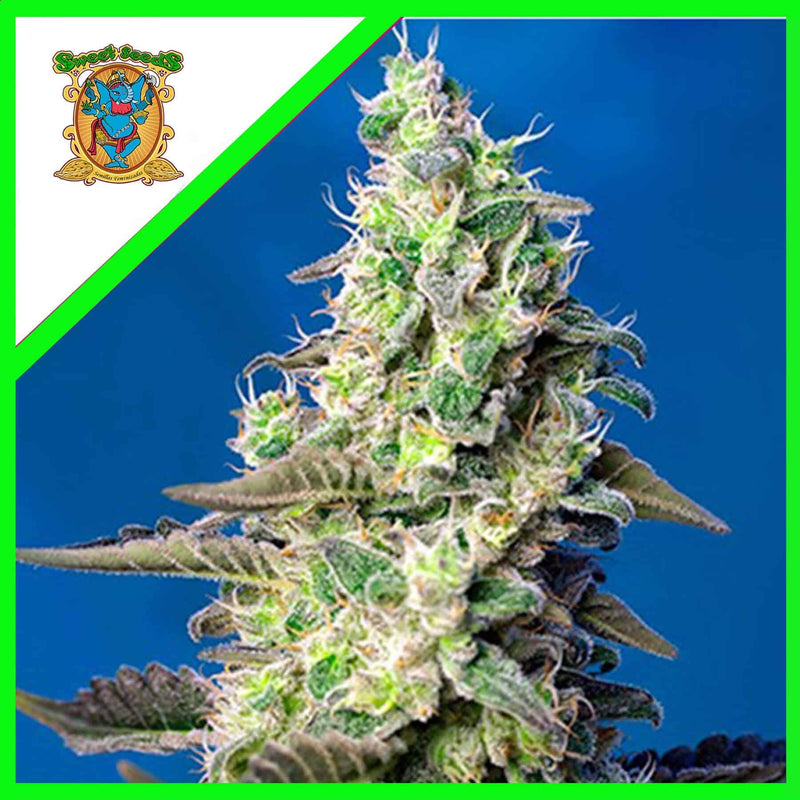 GREEN POISON XL AUTO X100-SWEET SEEDS (DS)