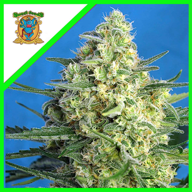 JACK 47 XL AUTO X100-SWEET SEEDS (DS)