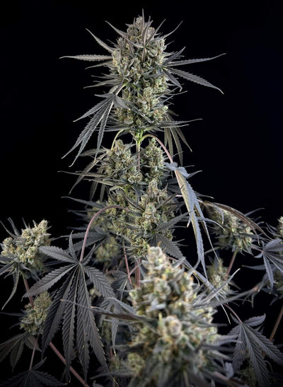 Pound Cake Auto (FB) 3+2 Semillas