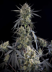 Pound Cake Auto (FB) 3+2 Semillas