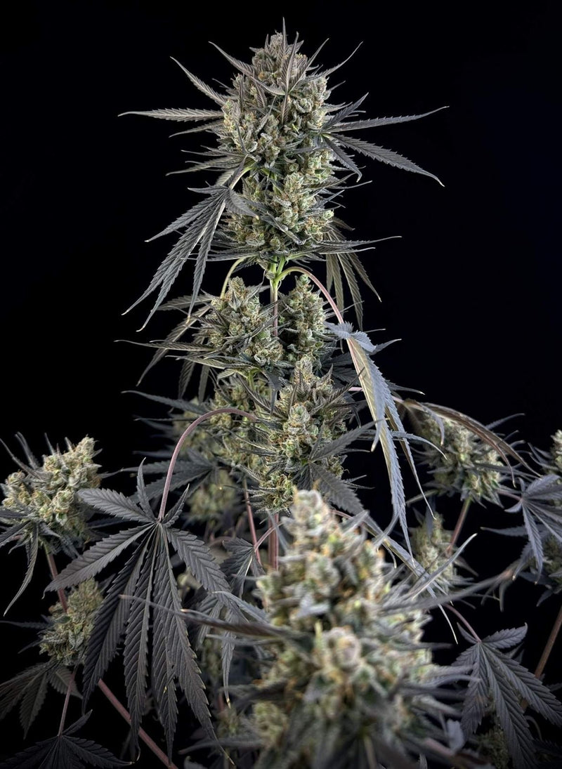 Pound Cake Auto (FB) 3+2 Semillas