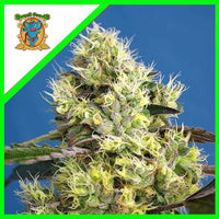 SWEET GELATO AUTO X25-SWEET SEEDS (DS)