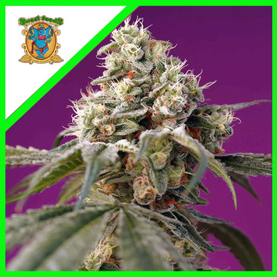 BRUCE BANNER AUTO X25-SWEET SEEDS (DS)