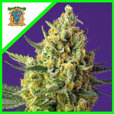 CRYSTAL CANDY AUTO XL X25-SWEET SEEDS (DS)