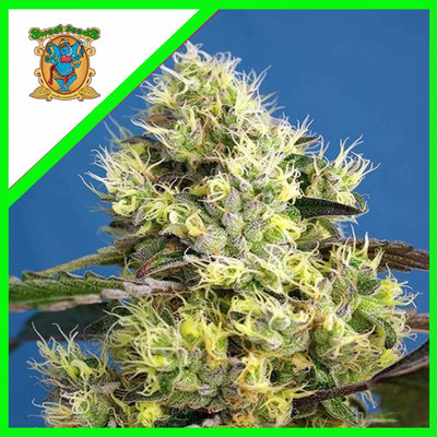 SWEET GELATO AUTO X3+1-SWEET SEEDS (DS)