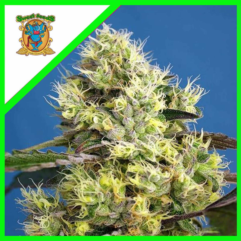 SWEET GELATO AUTO X3+1-SWEET SEEDS (DS)