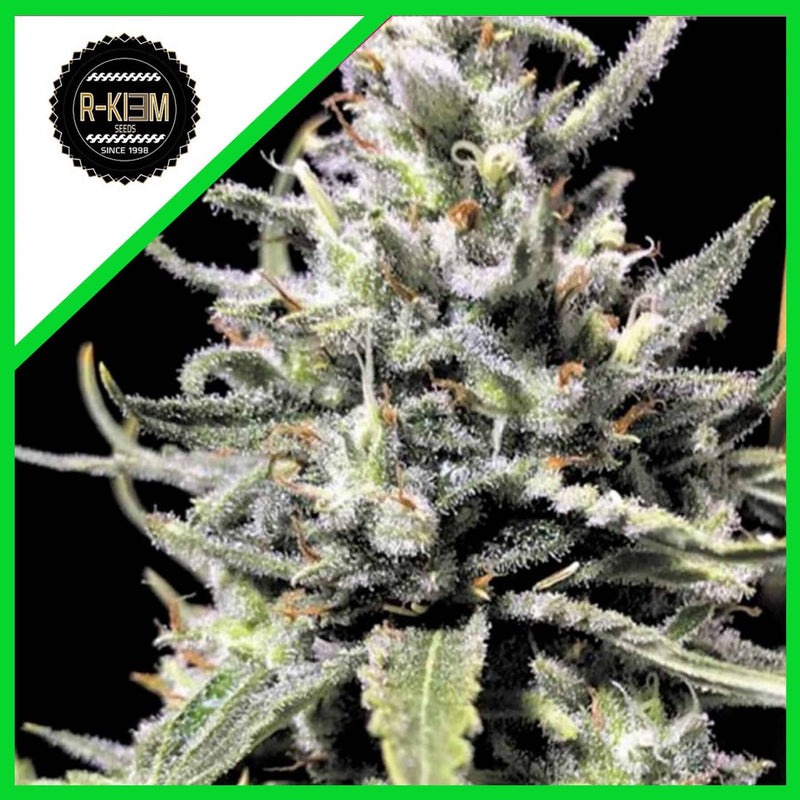 THUNDER AUTO X10-RKIEM SEEDS (DS)