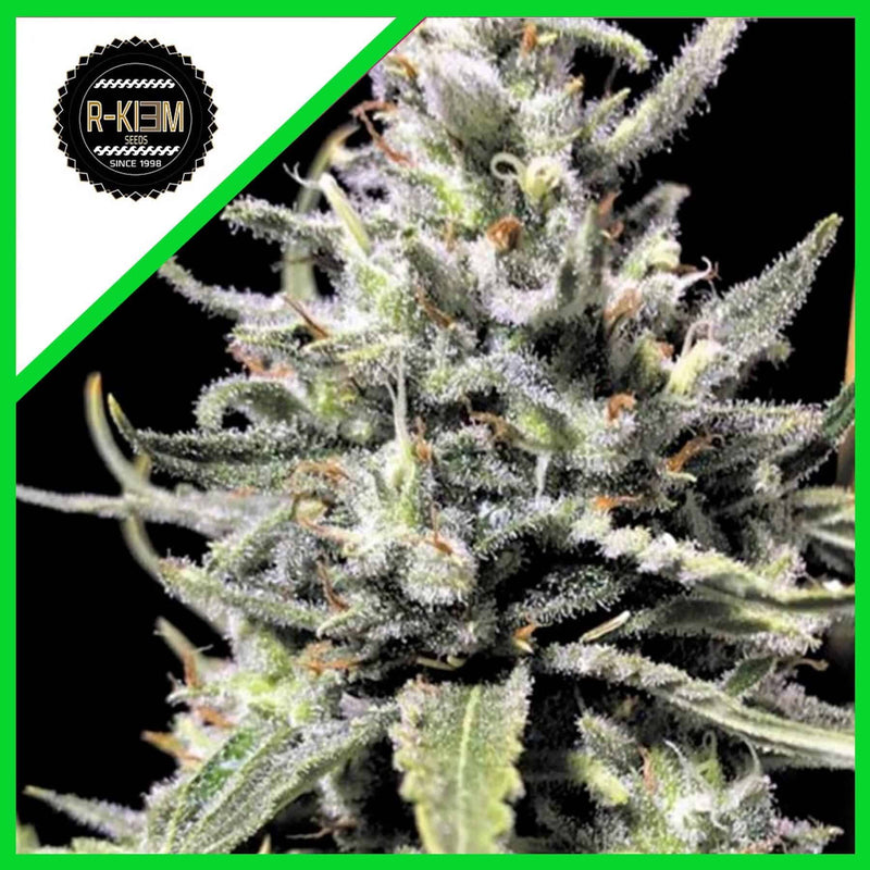 THUNDER AUTO X5-RKIEM SEEDS (DS)