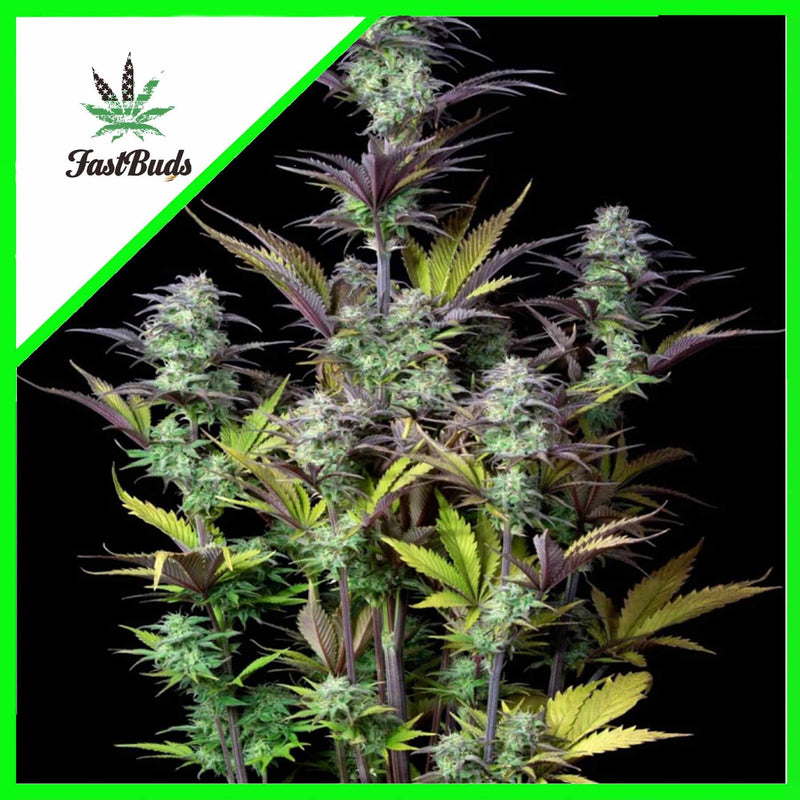 ORIGINAL BLUEBERRY AUTO X1-FAST BUDS (DS)