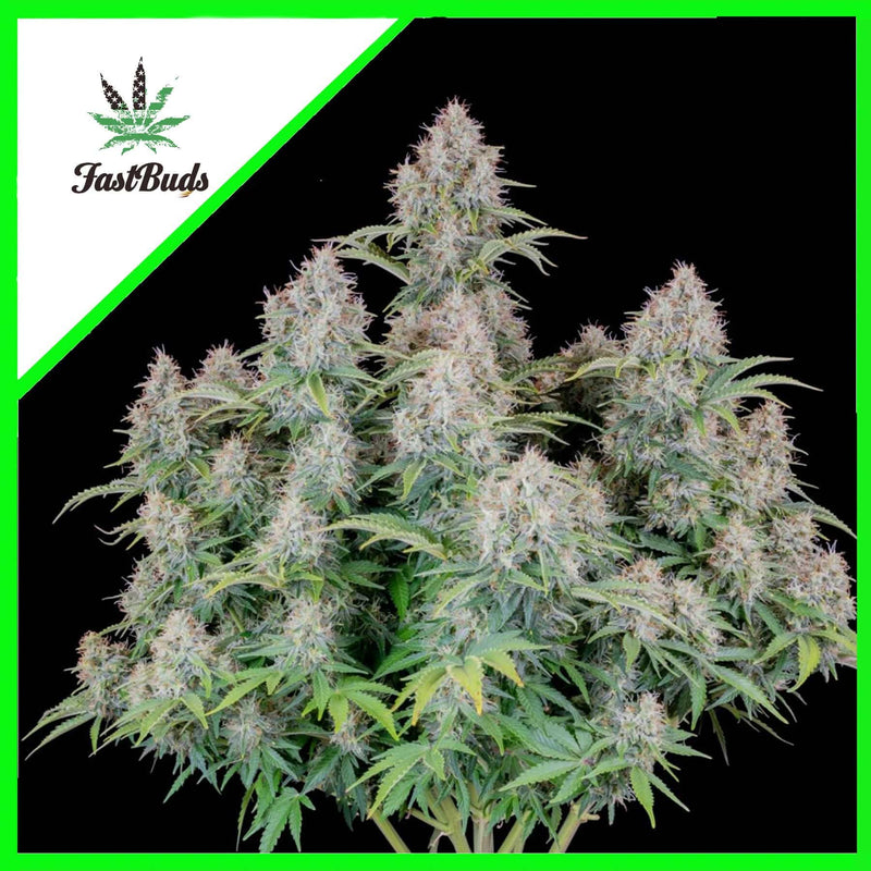 ORIGINAL CINDERELLA AUTO X1-FAST BUDS (DS)