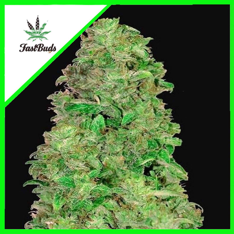 CBD 1:1 AUTO X3-FAST BUDS (DS)