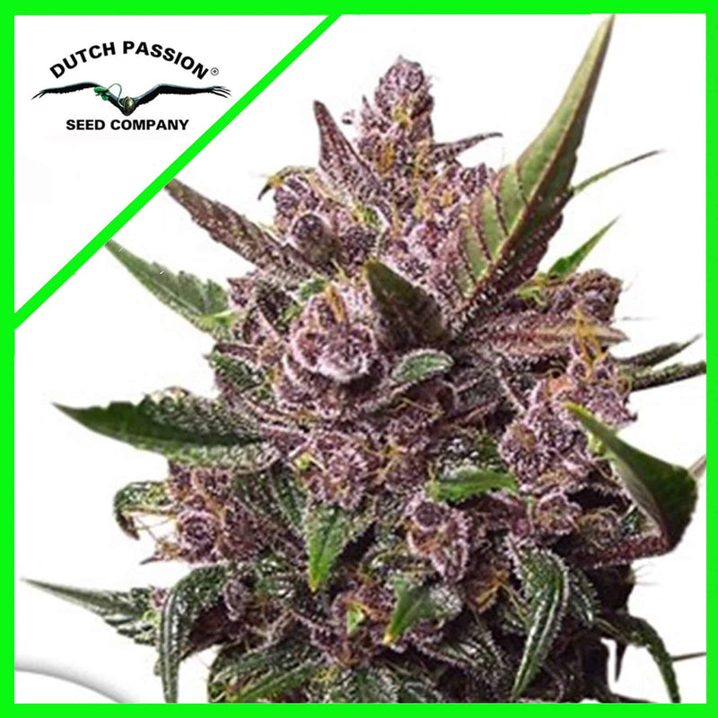 BLACKBERRY KUSH AUTO X7-DUTCH PASSION (DS)