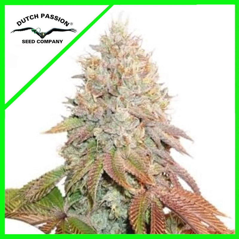 BANANA BLAZE AUTO X100-DUTCH PASSION (DS)
