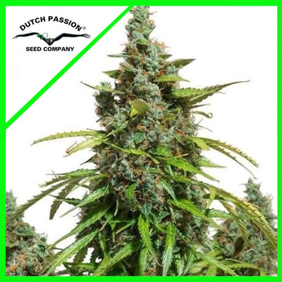 MAZAR AUTO X3-DUTCH PASSION (DS)