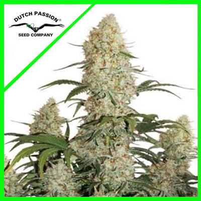 CRITICAL ORANGE PUNCH AUTO X100-DUTCH PASSION (DS)