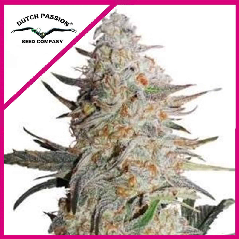 CRITICAL ORANGE PUNCH FEM X100-DUTCH PASSION (DS)