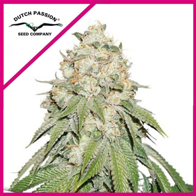 BANANA BLAZE FEM X100-DUTCH PASSION (DS)