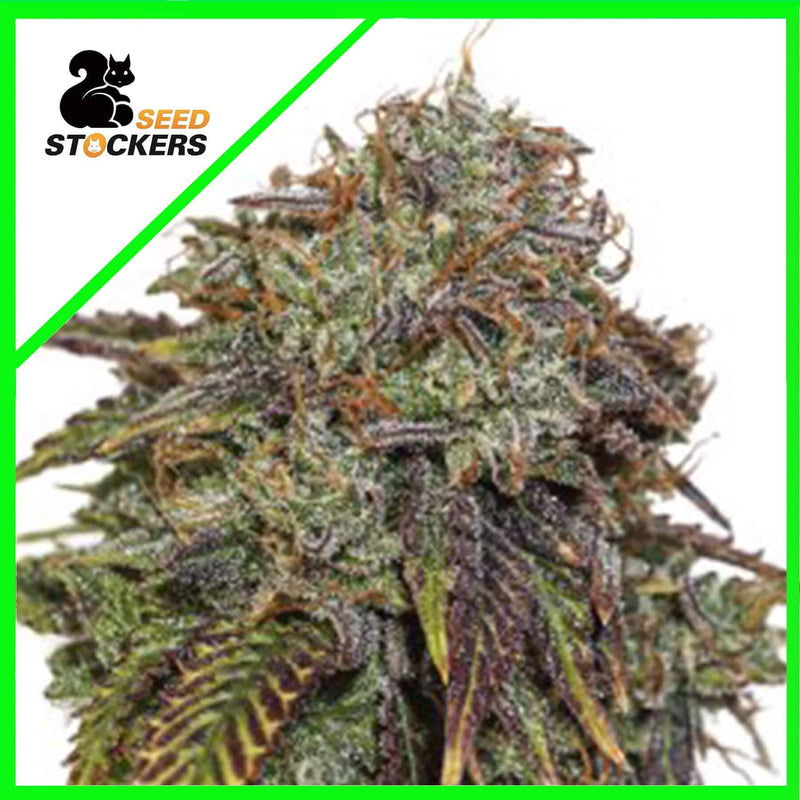 GELATO 41 AUTO X3 SEEDSTOCKERS (DS)