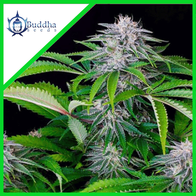 TANGIE AUTO X3+1-BUDDHA SEEDS (DS)